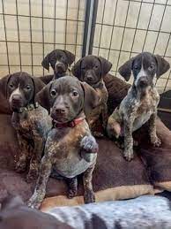 Find the perfect german shorthaired pointer puppy for sale in california, ca at puppyfind.com. Pin On German Shorthaired Pointers