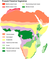 The largest rainforests are in the amazon in brazil (south america), demographic republic of congo (africa). Africa During The Last 150000 Years