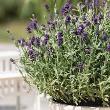 Welche punkte man dennoch beachten sollte, wenn man sich an lavendel im garten erfreuen will, zeigt. Lavandula Angustifolia Dwarf Blue Zwergiger Garten Lavendel Dwarf Blue Garten Sauer