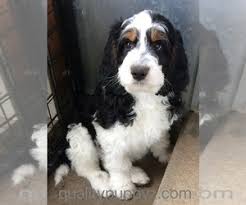 We are at your service monday through saturday and will do our best to get back to you as soon as possible. View Ad Springerdoodle Litter Of Puppies For Sale Near California Anza Usa Adn 197394