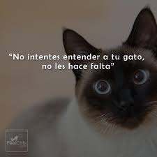 Lo más importante del año es el ratito de verano que obtenemos Frases De Gatos Graciosas Y Bonitas Con Imagenes Feelcats