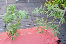 Maybe you would like to learn more about one of these? Earthbox Tomatoes General Gardening Growing Fruit