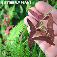 We did not find results for: Butterfly Plant Butterflyplant Christiaobcordata Rareplant Houseplants