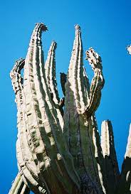 One place to see saguaros in abundance is at the saguaro national park near tucson, arizona. Pachycereus Pringlei Wikipedia