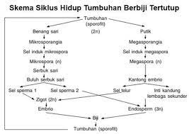 Apa itu tumbuhan biji tertutup? Jelaskan Siklus Hidup Tumbuhan Biji Tertutup Angiospermae Brainly Co Id