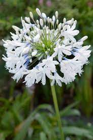 Agapanthus Plant Varieties Care Garden Design Agapanthus Agapanthus Plant Flowers Perennials