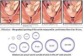 See full list on wikihow.com What The Numbers Mean When You Get A Cervical Check Baby Chick