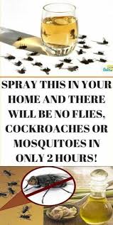 How To Get Rid Of Flies Quickly Inside And Outside Household Cleaning Tips Get Rid Of Flies Mosquito