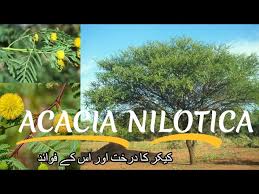 Image result for Acacia nilotica