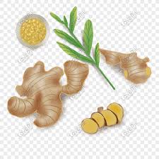 It is a herbaceous perennial which grows annual stems about a meter tall bearing narrow green leaves and yellow flowers. Ginger Png Image Picture Free Download 401417002 Lovepik Com