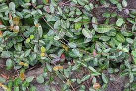 How To Prune And Control Asiatic Jasmine Vines | Gardener's Path