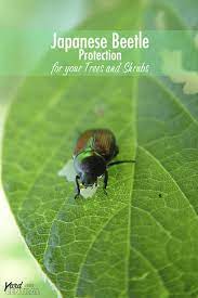 Pin On Vegetable And Fruit Gardening Group Board