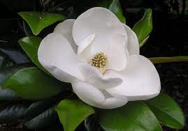 Jenis Jenis Bunga Putih Southern Magnolia Magnolia Flower Southern Magnolia Tree