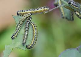 Maybe you would like to learn more about one of these? Description Great White Butterfly