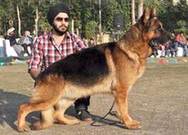 These 20 indian dogs breeds top the list of some of the most popular pets. German Shepherd Puppies For Sale German Shepherd Puppy Care And Training German Shepherd Puppies Information