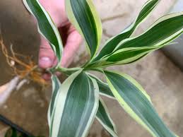 Image result for Dracaena sanderiana