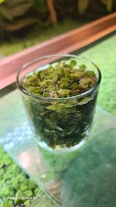 Salvinia Minima £5 a jar NG16