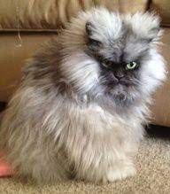 Angry Cat Breed Online Shopping