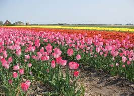 We did not find results for: The Tulip Fields Of Holland Where To See Them And How To Get There