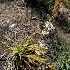 Image result for Chlorophytum subpetiolatum