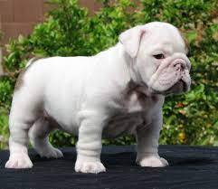 Bulldog Puppy Bulldog Puppies Miniature English Bulldog Cute Animals