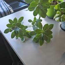 Image result for Kleinia grantii