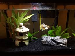 Male Dumbo Halfmoon Betta Fish Shrimp Tank Betta Aquarium Betta Fish Tank