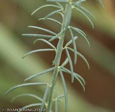 Image result for Cleome angustifolia