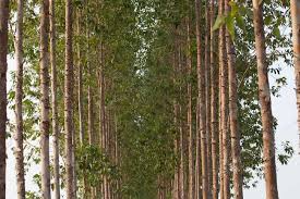 Maybe you would like to learn more about one of these? 11 Different Types Of Eucalyptus Trees And Shrubs Home Stratosphere