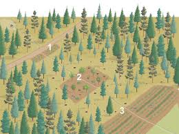 Improve Your Food Plots Use The Pyramid Scheme Whitetail Deer Hunting Food Plots For Deer Hunting