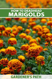 Marigold loose flowers near me. How To Deadhead Marigolds Gardener S Path