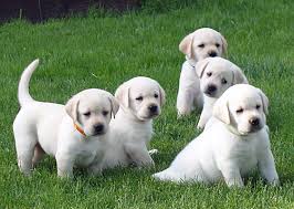 There are several more pictures of yellow labrador pups below. Cold Creek Farms Yellow Labradors Breeders Oregon Labs Labrador Fox Red