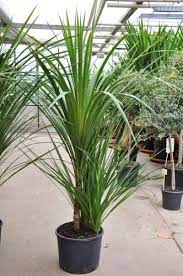 Cordyline Australis Keulenlilie Winterhart Zimmerpflanzen Pflanzen Winterhart