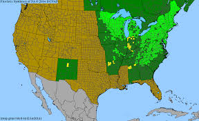 Image result for Rhynchosia tricuspidata