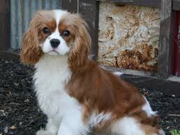 If you're considering adopting a cavalier king charles spaniel puppy, make sure you understand this breed's special health considerations. No Planned Litters For 2021 Heartland Classics