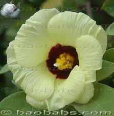 Image result for Gossypium