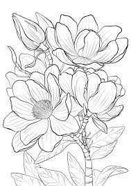 L'unico libro da colorare che ti serve. Disegni Da Colorare Disegni Da Colorare Magnolia Stampabile Gratuito Per Bambini E Adulti