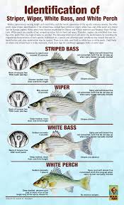 striper hybrid white bass white perch bass fishing