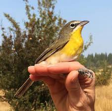 Come and see a wide variety of companion animals at this open house event. Learn About Nevada County Bird Monitoring Theunion Com