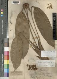 Image result for Polystachya mildbraedii