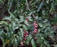 Image result for Aphanamixis