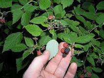 Are wild red raspberry edible?