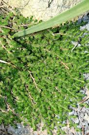 Image result for Selaginella perpusilla