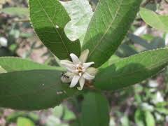 Image result for Oliverella rubroviridis