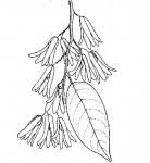 Image result for Marquesia macroura