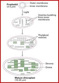 The study of chloroplast was first carried by a scientist named hugo von mohl in the year 1837. Grwoth And Division Of Chloroplasts Or Proplastide Exam A2z