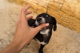 Folge deiner leidenschaft bei ebay! Dog Bite Liability And Foster Dogs