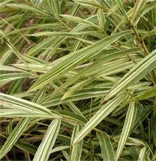 Image result for Pleioblastus fortunei