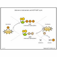 It seems like the mechanism explained in the textbooks is controversial in the case of forming and breaking down atp. Adenosine Triphosphate And Atp Adp Cycle Illustrations