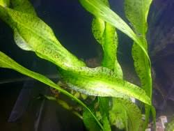 Image result for Ottelia kunenensis